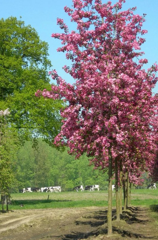 Яблоня Рудольф Malus Rudolph