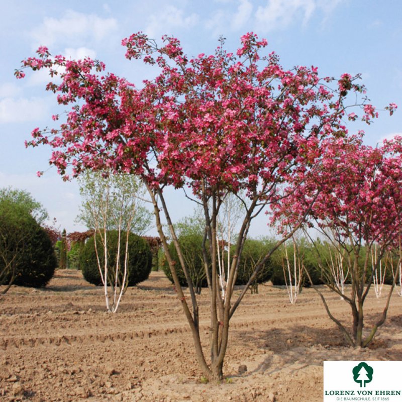 Яблоня Malus Brandywine