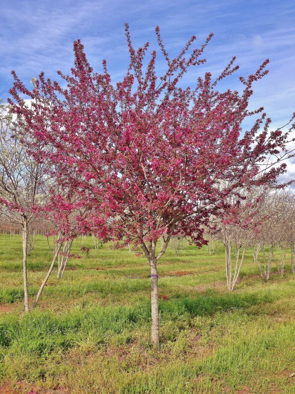 Яблоня Рудольф Malus Rudolph