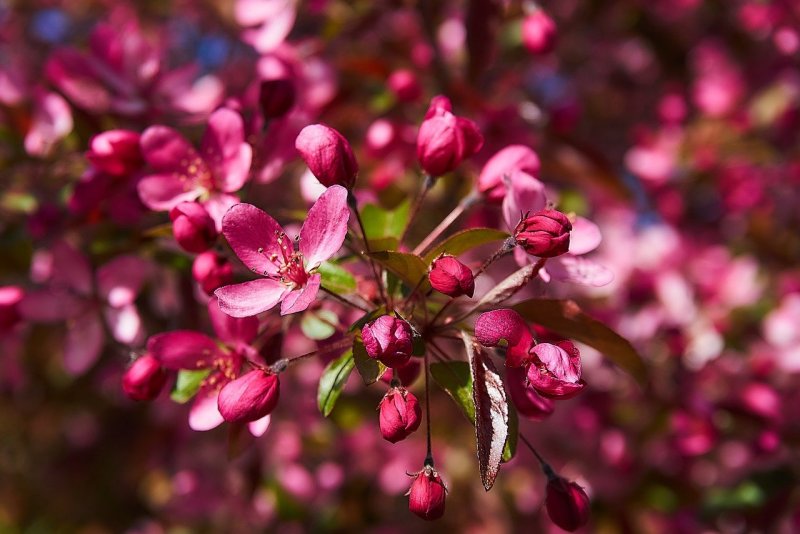 Яблоня Malus Rudolph