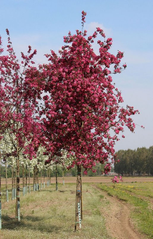 Яблоня Malus Rudolph