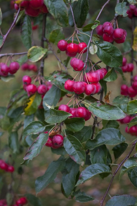 Яблоня Malus Profusion