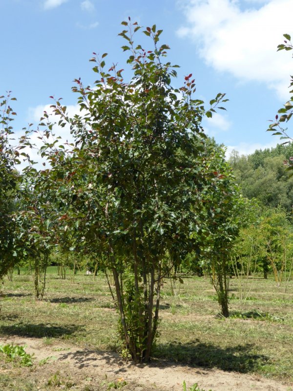Яблоня Malus Rudolph