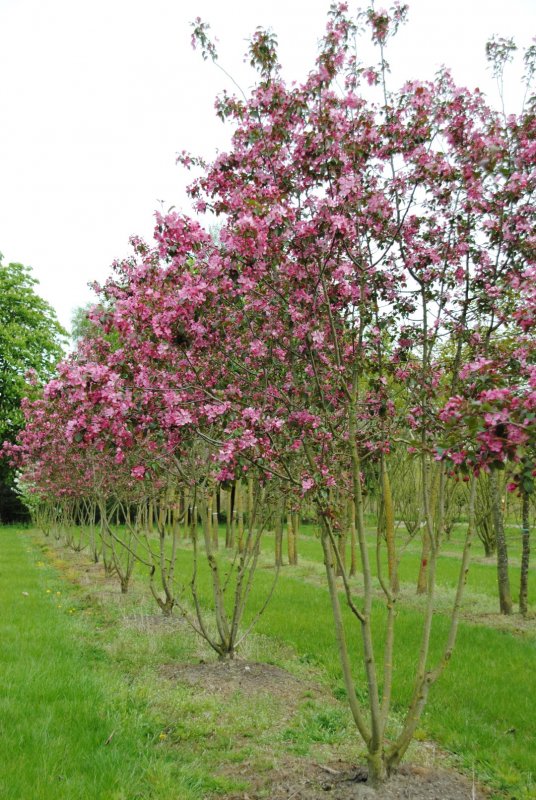 Яблоня Рудольф Malus Rudolph