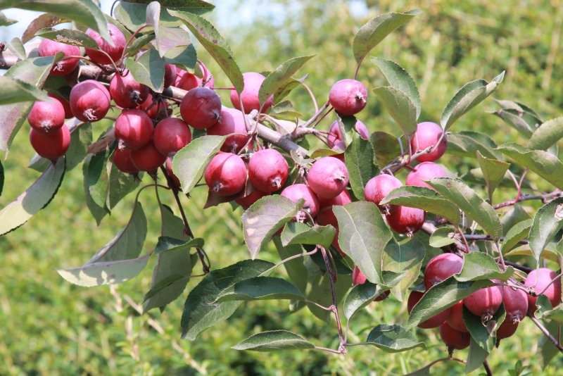 Яблоня "роялти" - Malus "Royalty"