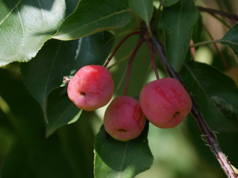 Яблоня Рудольф Malus Rudolph