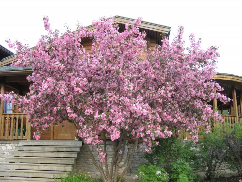 Яблоня Рудольф Malus Rudolph