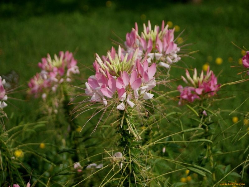 Клеома колючая Cleome spinosa