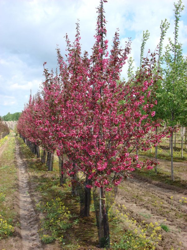 Яблоня Рудольф Malus Rudolph