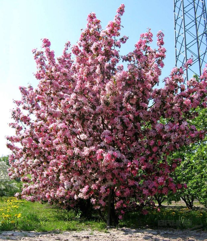Яблоня Рудольф Malus Rudolph