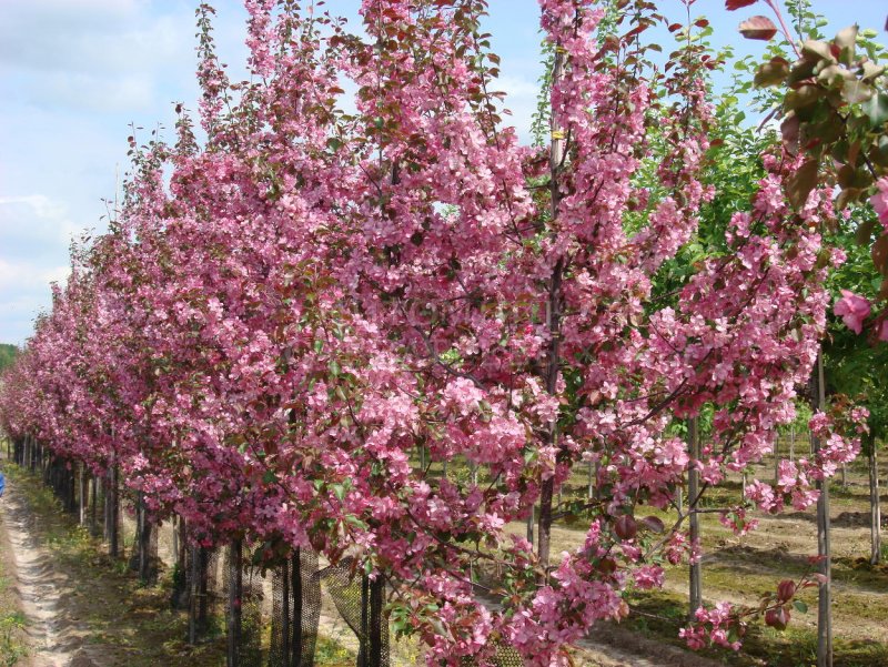 Яблоня 'Скарлет', Malus 'Scarlet',