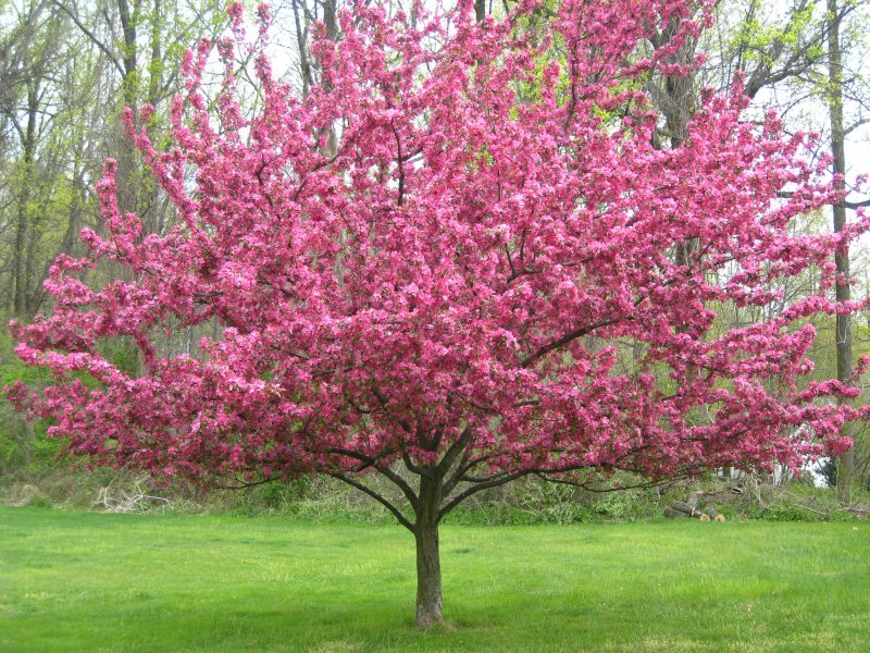Яблоня Malus Rudolph