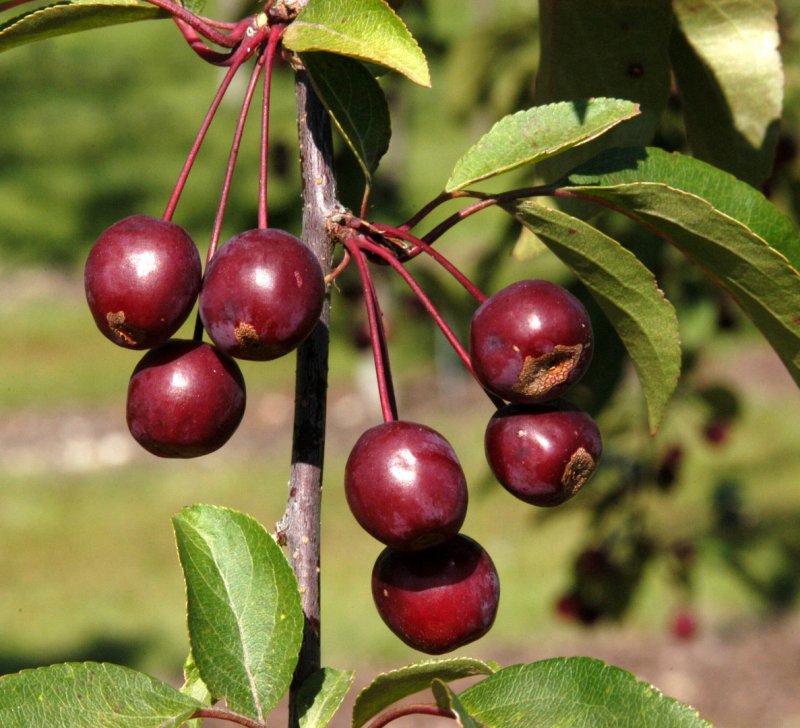 Яблоня Ола - Malus Ola