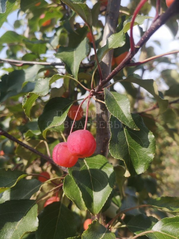 Яблоня Ола - Malus Ola
