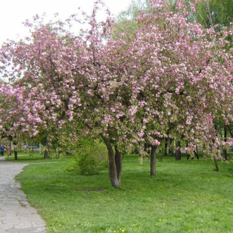 Яблоня "Кокцинелла" / Malus "Coccinella"