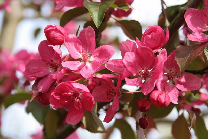 Яблоня Рудольф Malus Rudolph