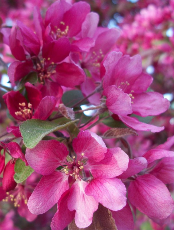 Яблоня `Макамик` Malus `Makamik`