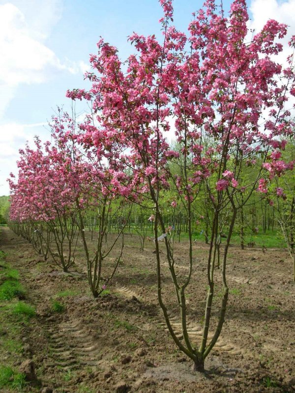 Яблоня Рудольф Malus Rudolph
