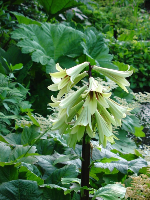 Cardiocrinum giganteum