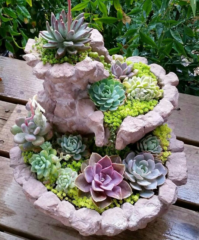 Суккуленты каменная роза Альпийская горка