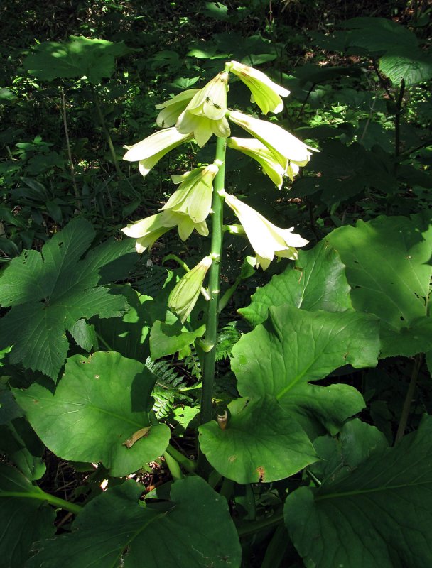 Семенные коробочки гигантской гималайской лилии Cardiocrinum giganteum