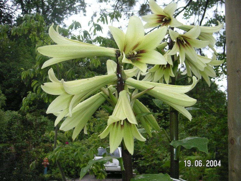 Кардиокринум Cardiocrinum cordatum Red Flower