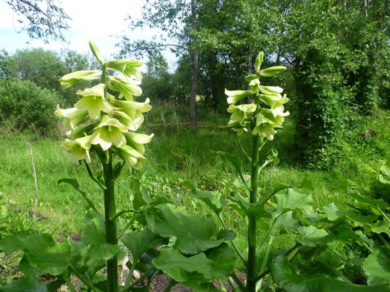 Cardiocrinum giganteum