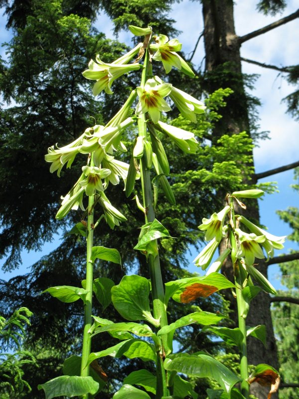 Гималайская Лилия-гигант Cardiocrinum