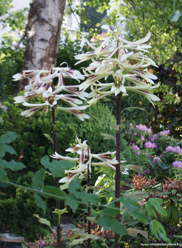 Cardiocrinum giganteum