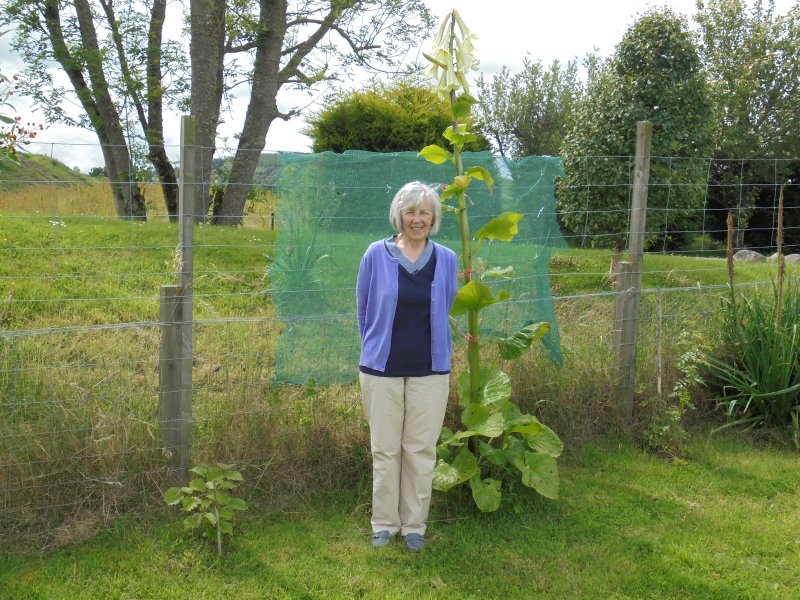 Cardiocrinum cordatum