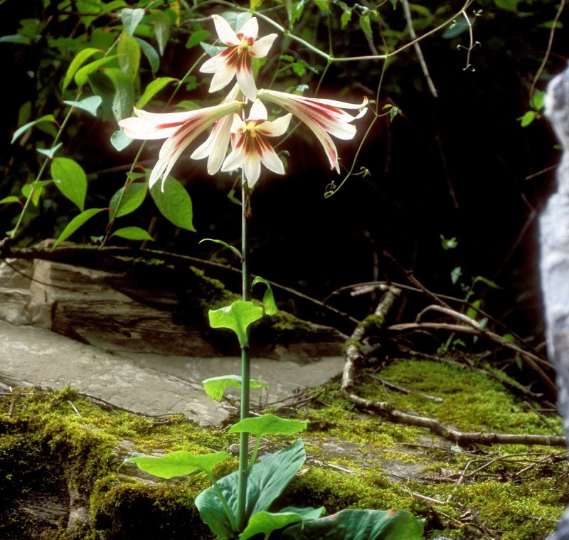 Кардиокринум Cardiocrinum cordatum Red Flower зона зимостойкости