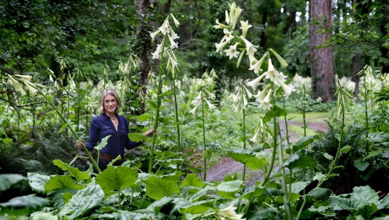 Кардиокринум Cardiocrinum cordatum Red Flower
