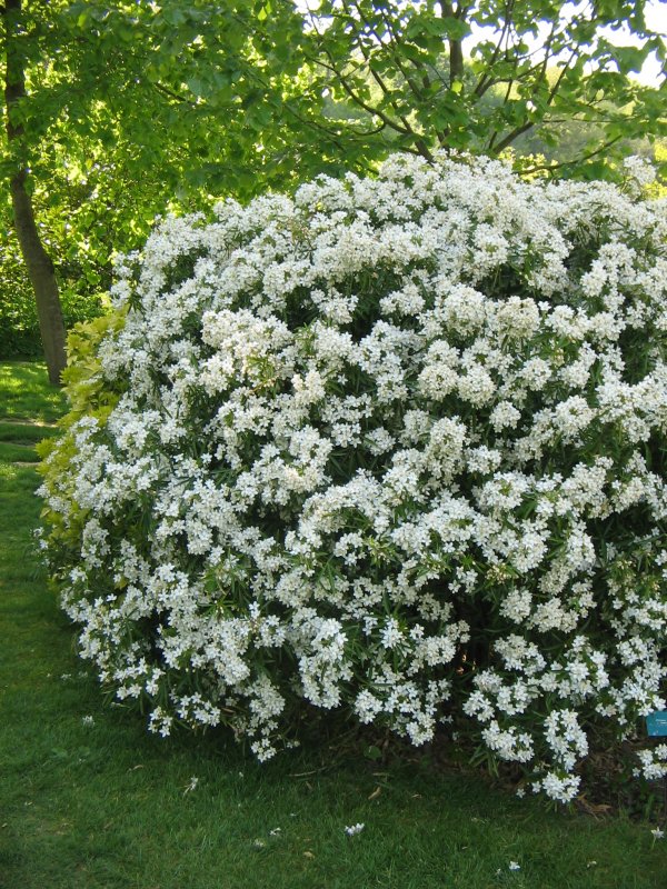 Кустарник Терри
