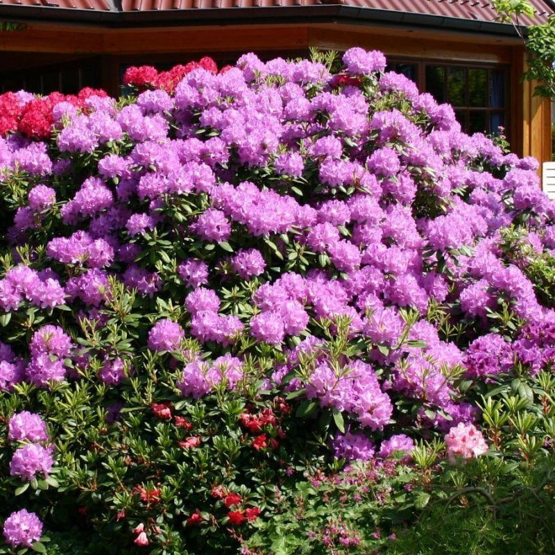 Рододендрон катевбинский grandiflorum