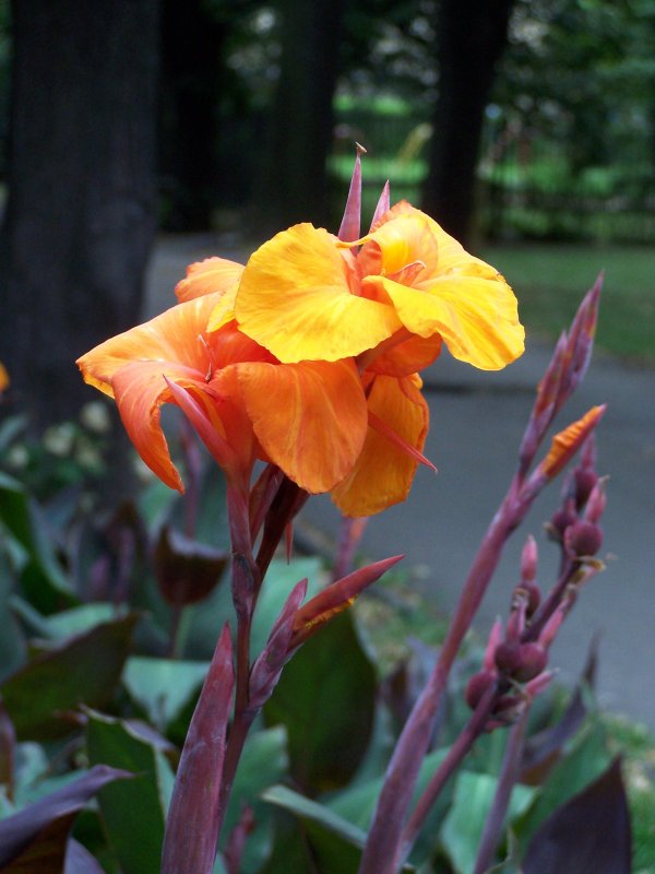 Canna Orange Punch