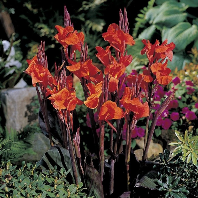 Канна (canna Crimson Beauty) i
