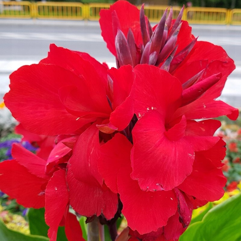 Канна (canna giant Red) i