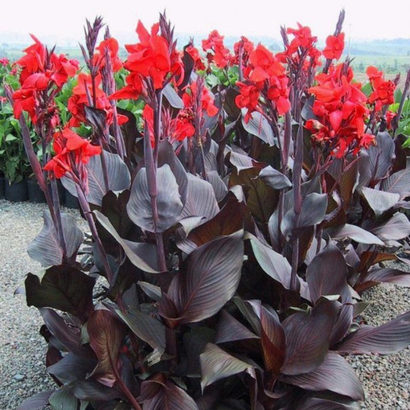 Канна Садовая Red King Humbert