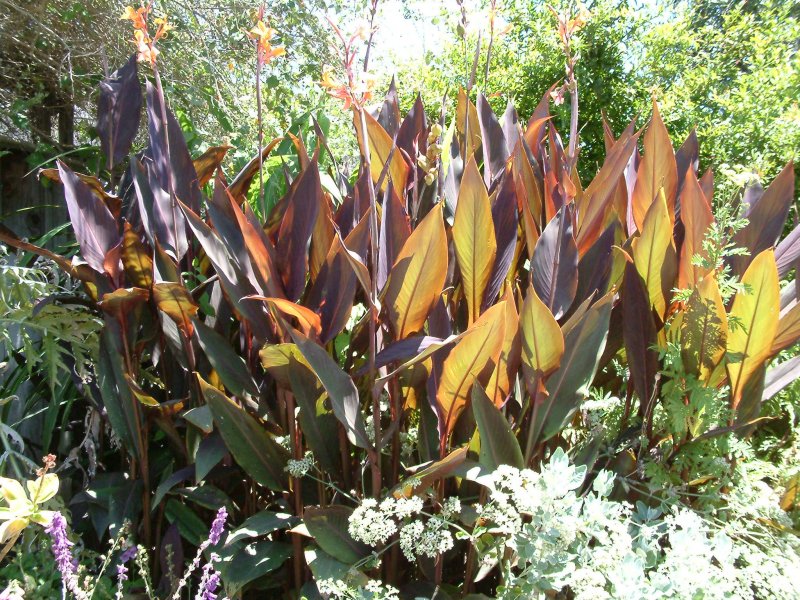 Tropical Канны