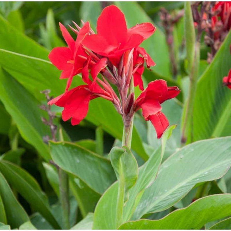 Canna / Reed