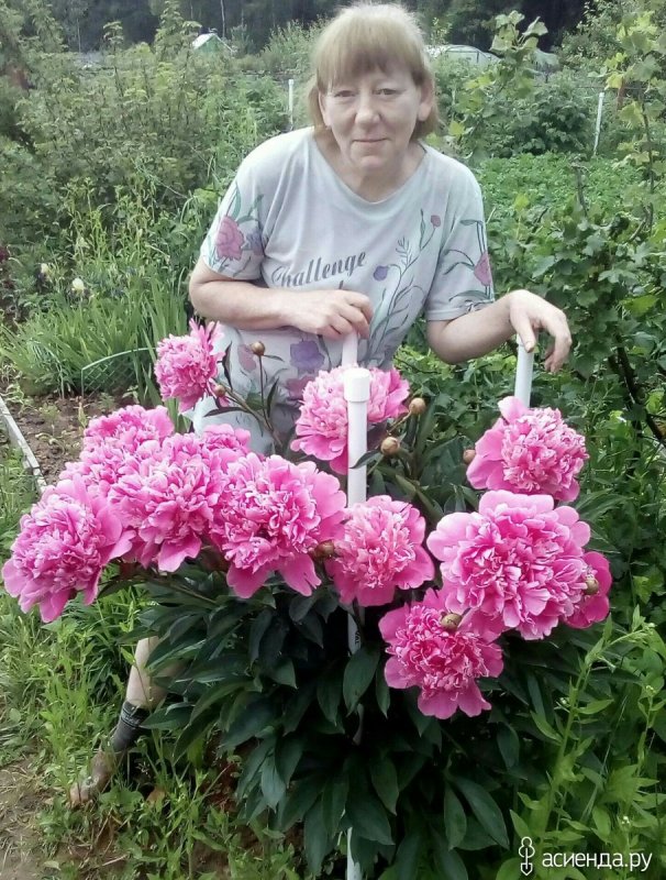 Пионы в огороде