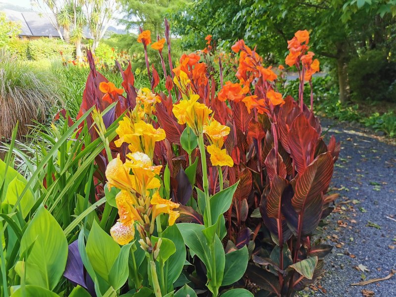 Канна canna Aphrodite