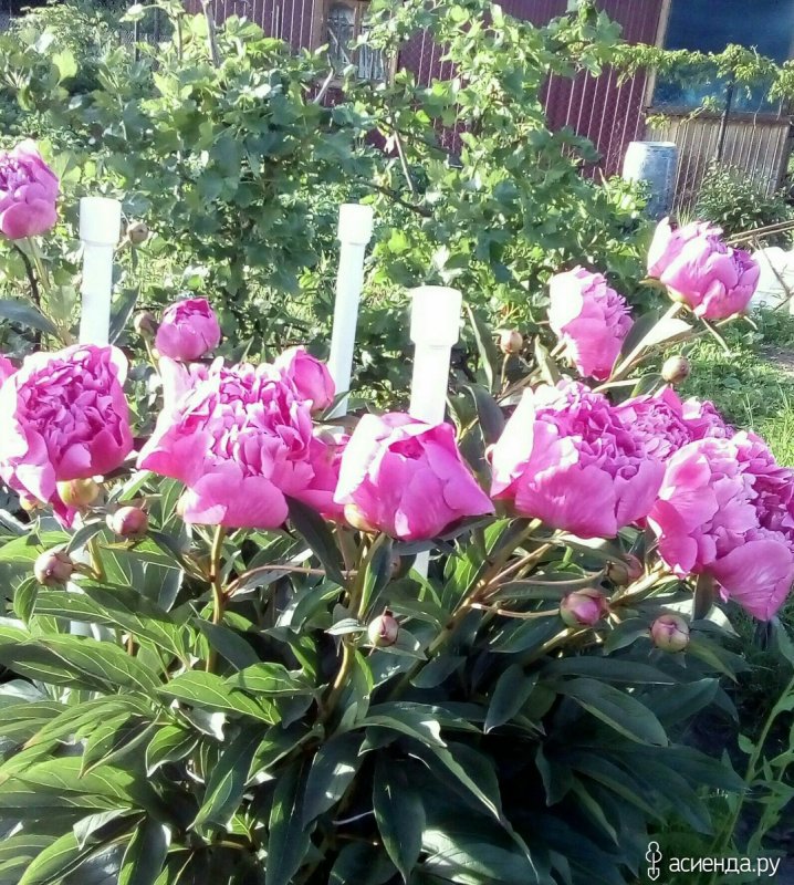 Пионы розовые на огороде