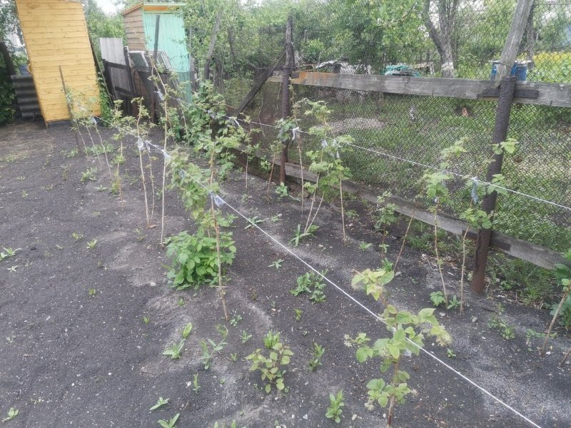 Малинник на дачном участке