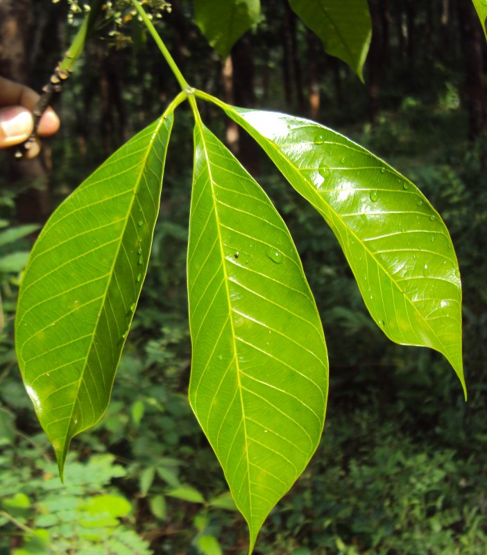 Hevea Brasiliensis