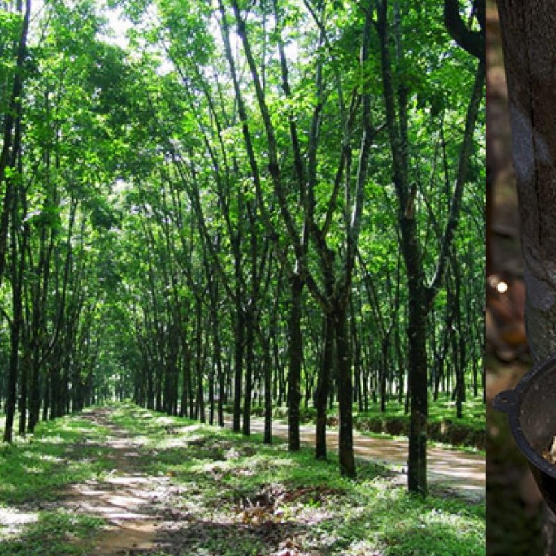 Гевея бразильская Hevea Brasiliensis