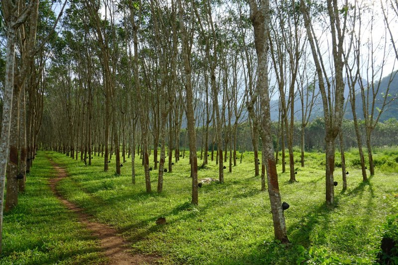 Гевея бразильская Hevea Brasiliensis