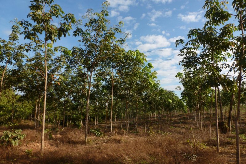 Hevea Brasiliensis