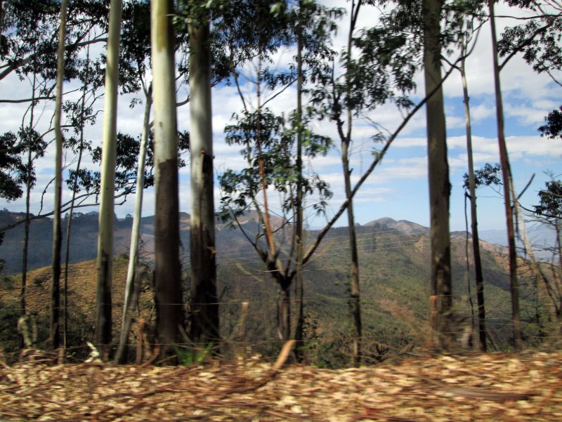 Hevea Brasiliensis