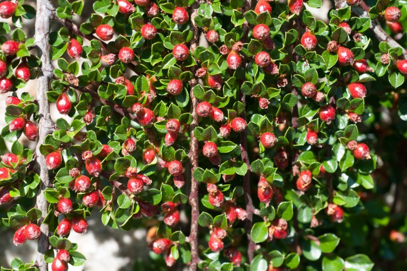 Cotoneaster zabelii